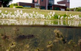 blikonderwater.nl snoek