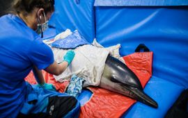 Dr. Sarah Sharp luistert naar de longen van een dolfijn tijdens een gezondheidsonderzoek.