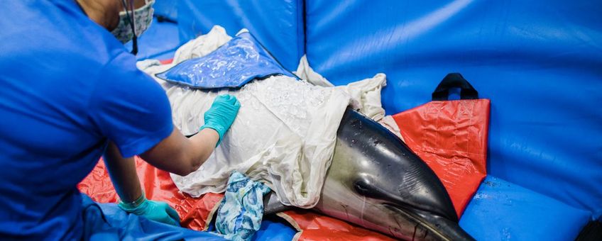 Dr. Sarah Sharp luistert naar de longen van een dolfijn tijdens een gezondheidsonderzoek.