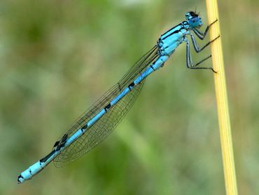 Watersnuffel: de blauwe juffers lijken erg op elkaar, maar als je weet waarop je moet letten, is er best uit te komen