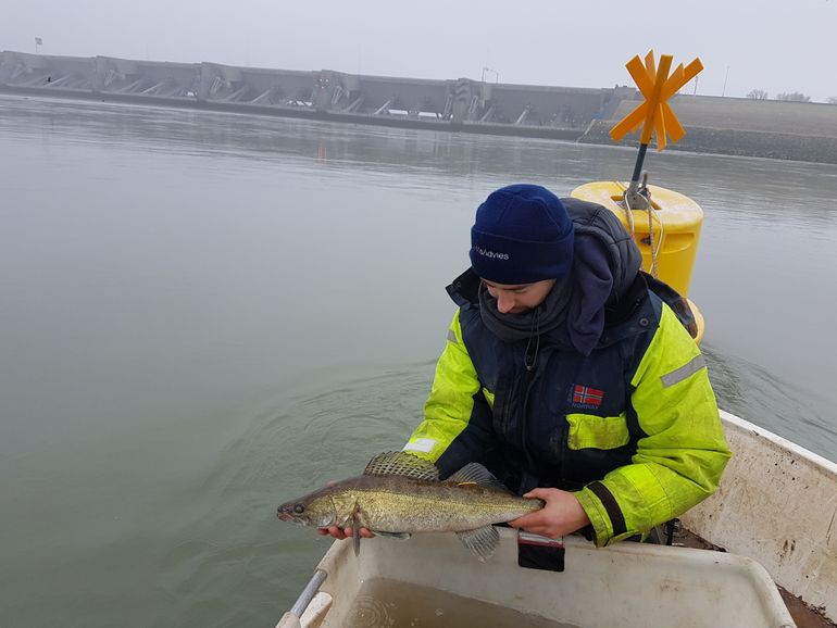 Snoekbaars wordt vrijgelaten aan de zeekant van de Haringvlietsluizen