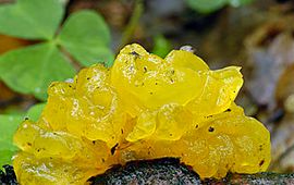 Tremella mesenterica
Gele Trilzwam
Nico Dam