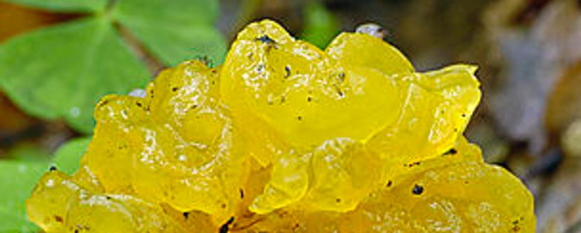 Tremella mesenterica
Gele Trilzwam
Nico Dam