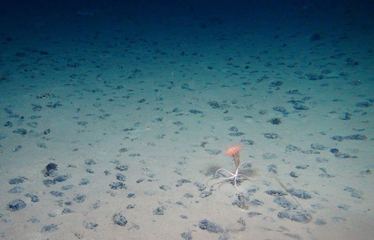 Mangaanknollen in de diepzee met anemoon en slangster. Op en in  de mangaanknollen zelf blijken ook veel soorten te leven