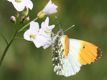 Het mannetje heeft een opvallende oranje vleugelpunt