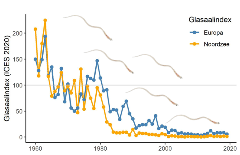 Trend glasaalindex van Europa (oranje) en de Noordzee (blauw) van ICES (2020). De grijze middenstreep dient als referentie (index = 100), gebaseerd op data tussen 1960 en 1970