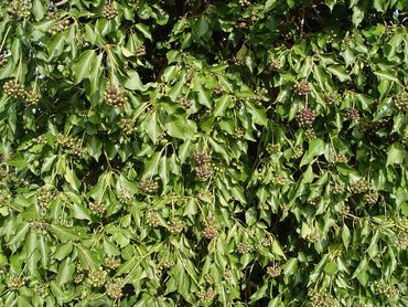 Bloeitakken met ruitvormig blad