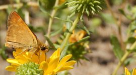 Woodland Skipper - primair
