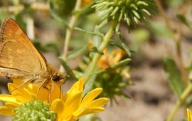Woodland Skipper - primair