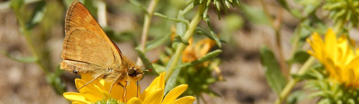 Woodland Skipper - primair