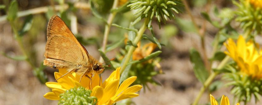 Woodland Skipper - primair