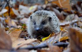 Piotr Laskawski (via Unsplash) Egel