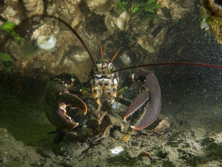 De Noordzeekreeft (Homarus gammarus) is een iconische inwoner van de Europese wateren