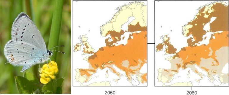 Staartblauwtje is nieuw verschenen in Nederland en aan de kaartjes is te zien dat het klimaat hier inderdaad verbetert voor deze soort (donkerbruin)