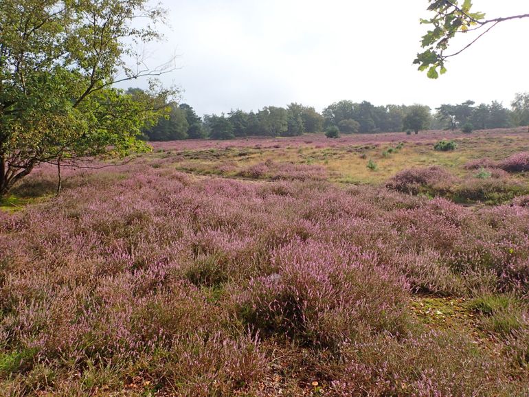 Bloeiende heide