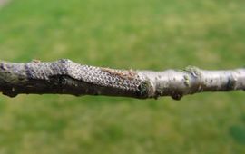 Eikenprocessierupsen uit eipakketjes (www.kuppen-bomen.nl)