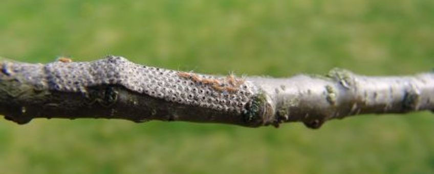 Eikenprocessierupsen uit eipakketjes (www.kuppen-bomen.nl)