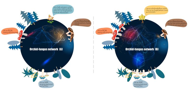 Illustratie van de ondergrondse symbiotische netwerken tussen orchideeën en mycorrhiza-schimmels. [A] Een bladrijke orchidee krijgt bij voorkeur voedingsstoffen van ‘rhizoctonia’-schimmels. [B] Een bladloze orchidee ontvangt bij voorkeur voedingsstoffen van ectomycorrhiza-schimmels (ECM) en hout- of strooiselrottende saprotrofe schimmels (SAP)