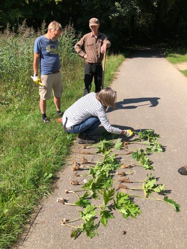 Vrijwilligers steken kiemplanten Reuzenberenklauw uit.