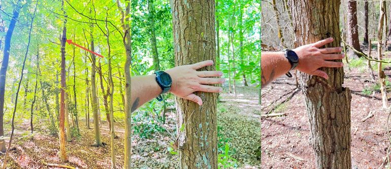 Enkele koloniebomen op Terschelling (beide bomen zijn eiken) waar de grootoorvleermuizen zaten. De linker en de middelste boom zijn dezelfde boom. De rechterboom is de dode boom met het loshangend schors waar zeventien vleermuizen achter zaten