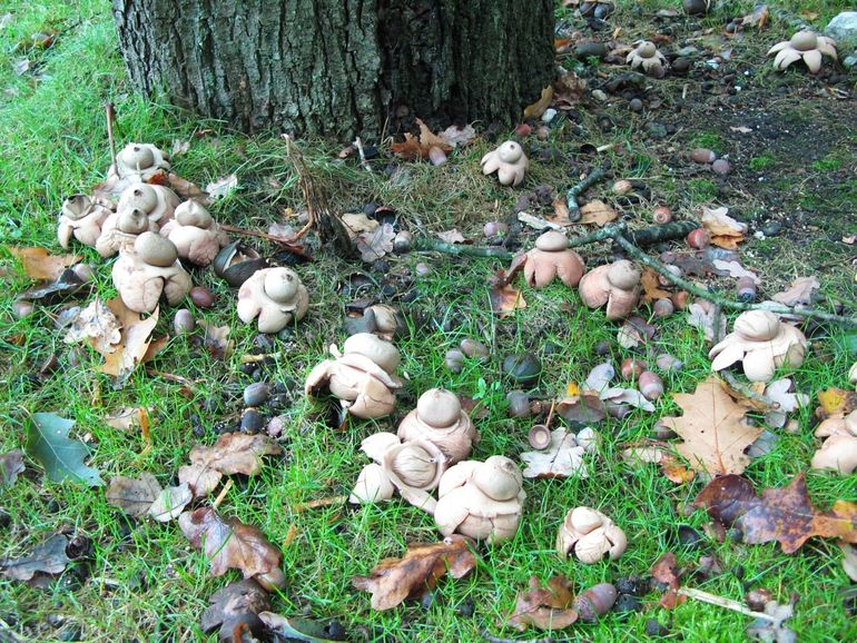 Tientallen Gekraagde aardsterren op een grasveld