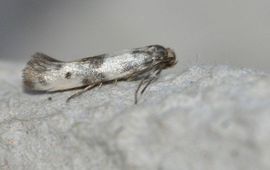 Free Claerbout Enolmis acanthella