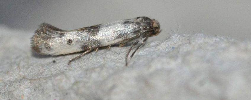 Enolmis acanthella