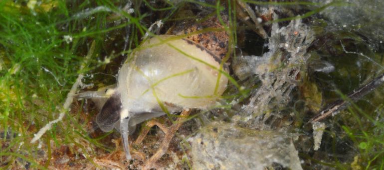 De Getijdeslak is waargenomen bij de monding van het Wantij. Dit is een zeldzame en ernstig bedreigde Rode Lijst-soort die strikt afhankelijk is van de zoetwatergetijden-habitat