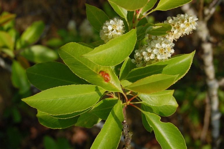 Amerikaanse vogelkers of bospest met Taphrina farlowii