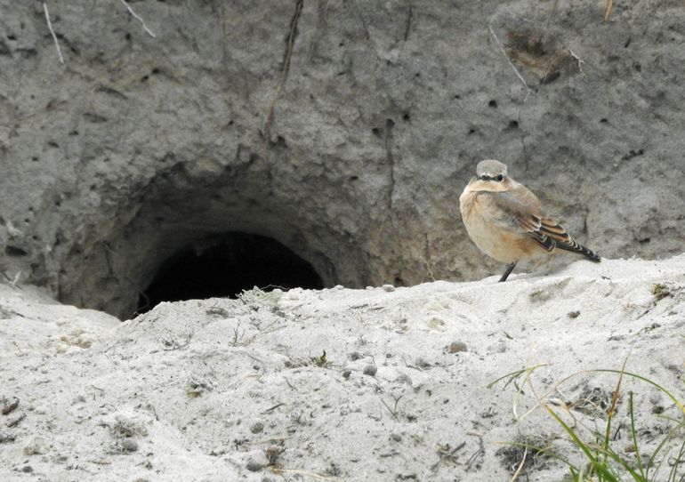 Door holen te graven zorgen konijnen voor nestgelegenheid voor tapuiten