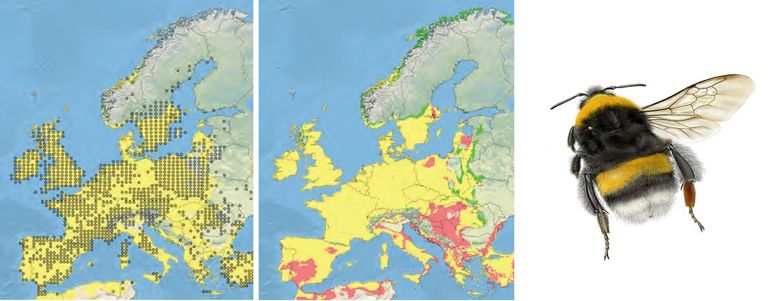 Aardhommel. Linker kaartje: punten zijn de daadwerkelijke verspreiding van 1970-2000, geel is het gebied met het gemodelleerde geschikte klimaat in 2000. Rechter kaartje: geel is het gebied waar in 2050 ten opzichte van 2000 het klimaat geschikt blijft, groen is gebied waar het klimaat geschikt wordt en rood is gebied waar het klimaat niet meer geschikt zal zijn onder het SEDG scenario (verwachte gemiddelde temperatuurstijging in Europa 3.0° Celsius)