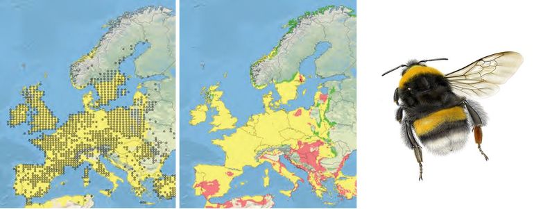 Aardhommel. Linker kaartje: punten zijn de daadwerkelijke verspreiding van 1970-2000, geel is het gebied met het gemodelleerde geschikte klimaat in 2000. Rechter kaartje: geel is het gebied waar in 2050 ten opzichte van 2000 het klimaat geschikt blijft, groen is gebied waar het klimaat geschikt wordt en rood is gebied waar het klimaat niet meer geschikt zal zijn onder het SEDG scenario (verwachte gemiddelde temperatuurstijging in Europa 3.0° Celsius)