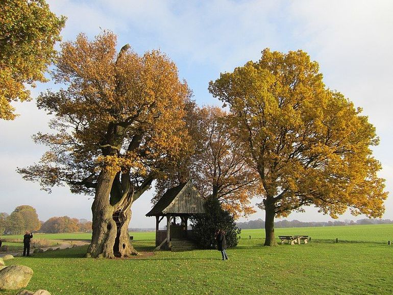 Kroezeboom bij Fleringen 