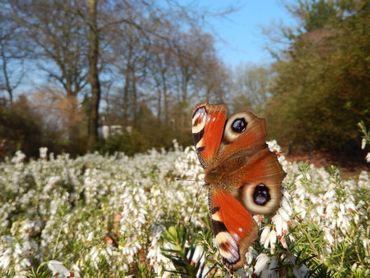 Dagpauwoog in maart op winterheide