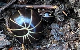 Oproller, Glomeris marginata