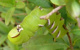 Harald Süpfle, Wikimedia Commons CC BY-SA 3.0 Sphinx ligustri. Rups ligusterpijlstaart