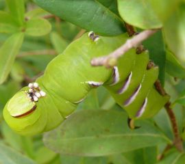 Sphinx ligustri. Rups ligusterpijlstaart