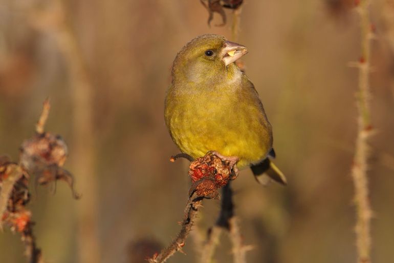 In ons land overwinteren ook Scandinavische groenlingen
