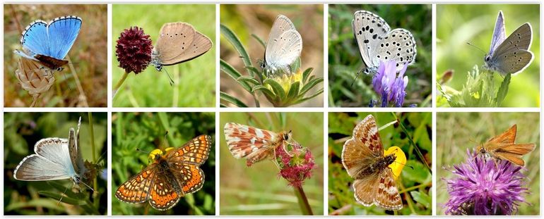 Specialisten die worden meegenomen in de Europese graslandindicator. V.l.n.r.: boven: adonisblauwtje, donker pimpernelblauwtje, dwergblauwtje, tijmblauwtje, klaverblauwtje, onder: bleek blauwtje, moerasparelmoervlinder, kalkgraslanddikkopje, bruin dikkopje en dwergdikkopje