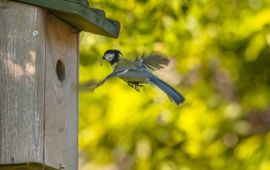 Parus major. Koolmees