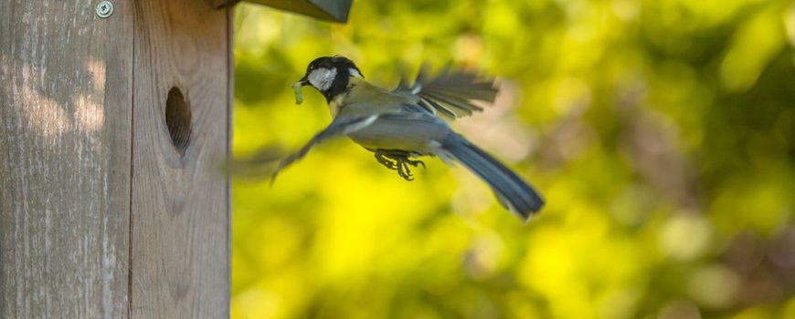 Nature Today | Uiterst beroerd broedseizoen zich af voor kool- en pimpelmees