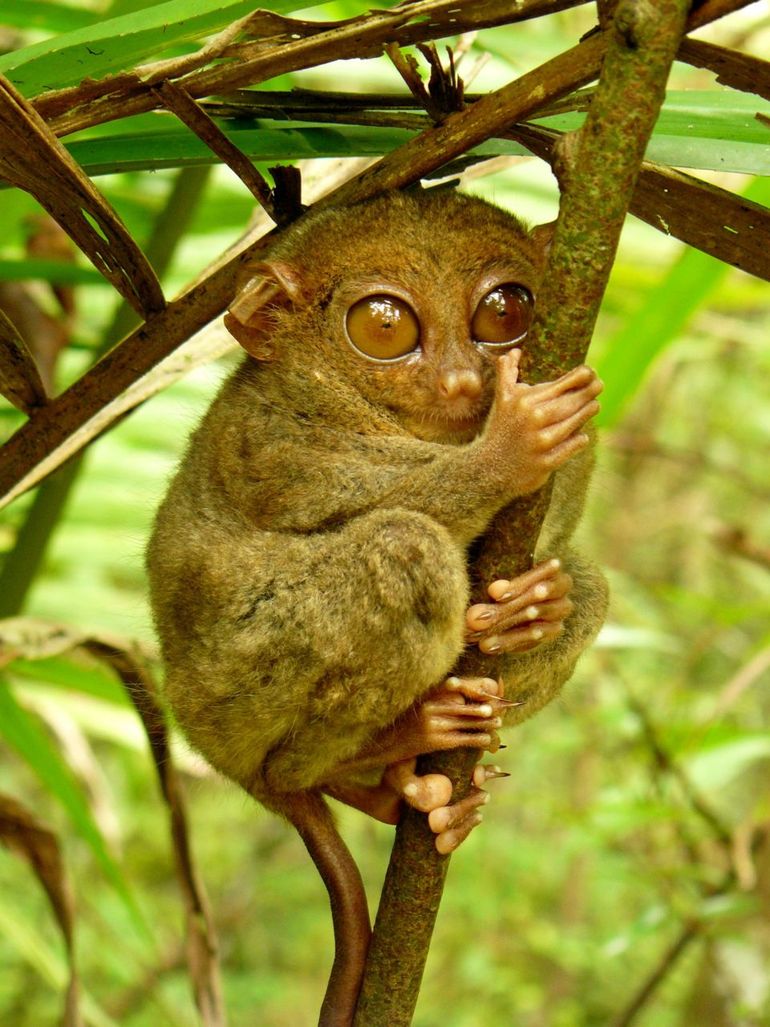 Philippine Tarsier (Carlito syrichta) hugging a mossy branch. Photo taken at the Tarsier Sanctuary, Corella, Bohol