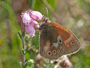 Veenhooibeestje op dopheide