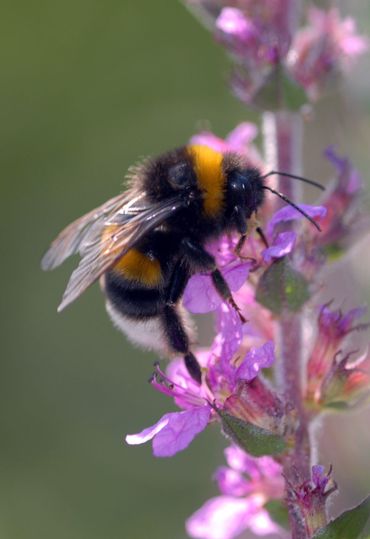 Hommel