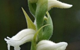Hans Dekker nieuwe close up Welriekende schroeforchis of Moerasschroeforchis, Werkgroep Europese Orchideeën, http://www5.knnv.nl/werkgroep-europese-orchideeen