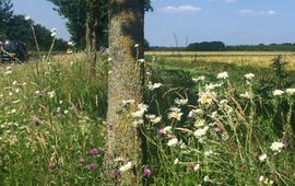 Jurriën van Deijk bloemrijke berm epr onderzoek