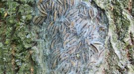 Nestvorming eikenprocessierups