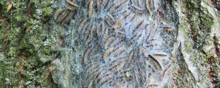Nestvorming eikenprocessierups