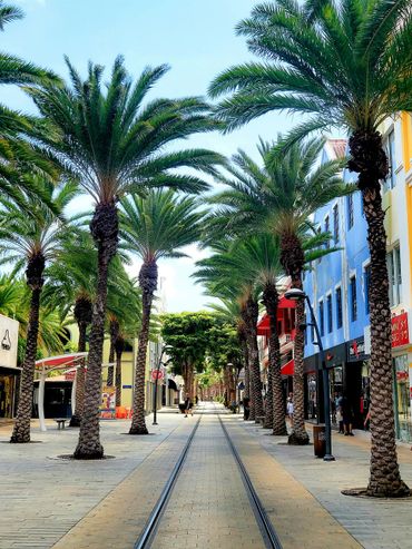 Planting trees can help to cool urban areas, Oranjestad, Aruba