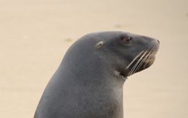 Karora New Zealand Sea Lion